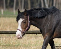 Zuchtstute Debby (Deutsches Reitpony, 2000, von Durello)