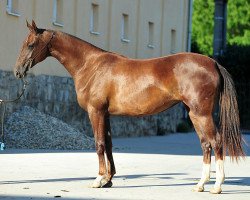 horse Dengli-Depe (Akhal-Teke, 2010, from Lamart)