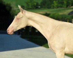 horse Dardena (Akhal-Teke, 2011, from Duigur)