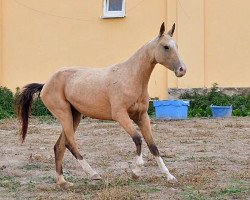 horse Sartaga (Akhal-Teke, 2011, from Gadjikhan)