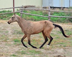 horse Palau (Akhal-Teke, 2011, from Abebe)