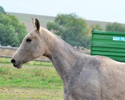 horse Odilia (Akhal-Teke, 2011, from Duigur)