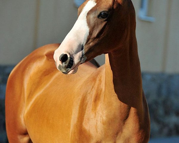 horse Olgreina (Akhal-Teke, 2010, from Gadjikhan)