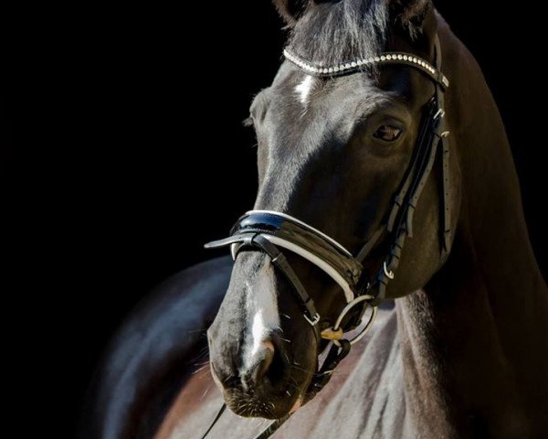 dressage horse Don Massimo (Hanoverian, 2000, from Del Piero)