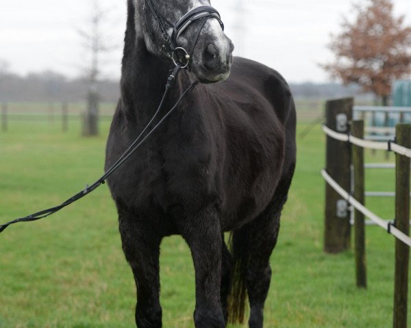 Pferd Cyrus (Trakehner, 1986, von Caanitz)