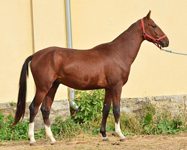 horse Marburg (Akhal-Teke, 2011, from Duigur)