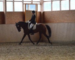 dressage horse Renoir 162 (Lusitano, 1998, from Consul)