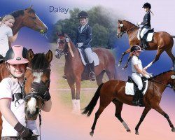 Dressurpferd Daisy (Deutsches Reitpony, 2006, von Don't Forget)