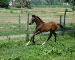 Pferd Here I am de Lux (Holsteiner, 2013, von Hermes de Lux)