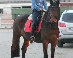 dressage horse Pegasus Girl (Westphalian, 2008, from Giacomo)