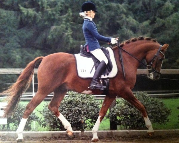 dressage horse Davenport I (German Riding Pony, 2003, from Da Vinci R)