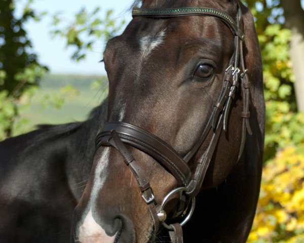 dressage horse Curious (Czech Warmblood, 2008, from Catango)