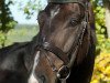 dressage horse Curious (Czech Warmblood, 2008, from Catango)