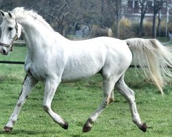 Pferd Komet 207 (Sachsen-Anhaltiner, 1996, von Karino)