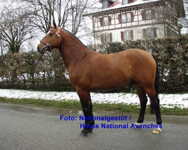 Pferd Lasting CH (Freiberger, 1998, von Legato)