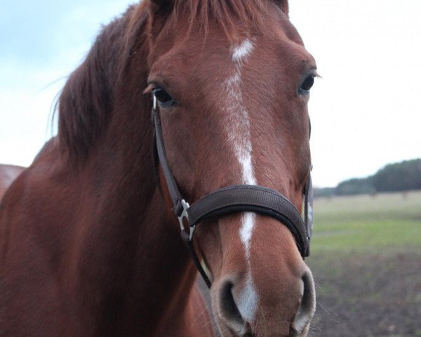 horse Raania (Oldenburg, 2004, from Revan)