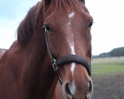 Pferd Raania (Oldenburger, 2004, von Revan)