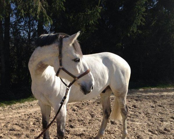 Springpferd Carry (Westfale, 2004, von Bill vd Heffinck)