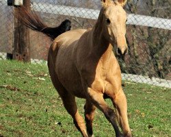 broodmare Aguda (Akhal-Teke, 2007, from Gornostai)