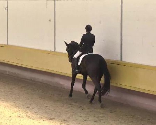 Video of sir-sunday-2