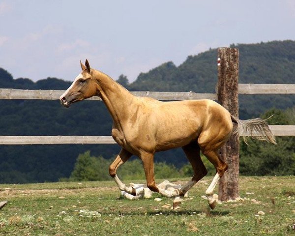 Zuchtstute Djipri (Achal Tekkiner, 2007, von Pergenbek)