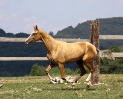 Zuchtstute Djipri (Achal Tekkiner, 2007, von Pergenbek)