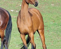 broodmare Agrakhanum (Akhal-Teke, 2007, from Garphan)