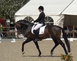 dressage horse Sir Olli OLD (Oldenburg, 2010, from Sir Donnerhall I)