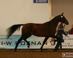 broodmare Chmura (polish noble half-breed, 2002, from Landos)