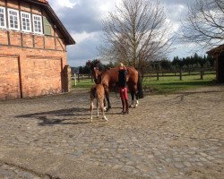 Zuchtstute Balougania Z (Zangersheide Reitpferd, 2008, von Balou du Rouet)