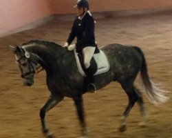 dressage horse First Funkie (Westphalian, 2009, from Fineliner 2)