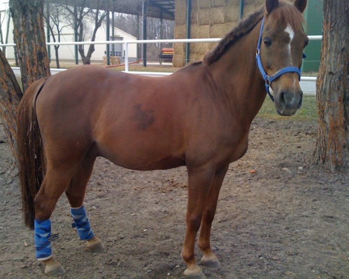 stallion Landois As (German Riding Pony, 1994, from Landois)