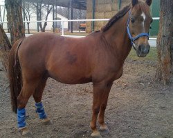 stallion Landois As (German Riding Pony, 1994, from Landois)