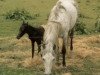 Zuchtstute Baledon Bronze Poppy (Welsh Pony (Sek.B), 1981, von Solway Master Bronze)