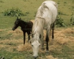 broodmare Baledon Bronze Poppy (Welsh-Pony (Section B), 1981, from Solway Master Bronze)