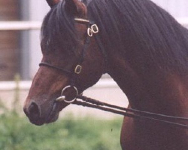 stallion Polaris Fagus (Welsh-Pony (Section B), 1982, from Chirk Sunbird)