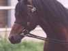 Deckhengst Polaris Fagus (Welsh Pony (Sek.B), 1982, von Chirk Sunbird)