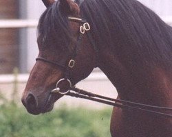 Deckhengst Polaris Fagus (Welsh Pony (Sek.B), 1982, von Chirk Sunbird)