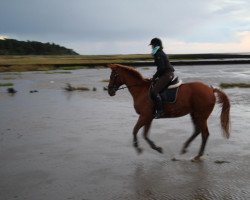 broodmare Donna Diana II (Trakehner, 1993, from Donaumonarch)