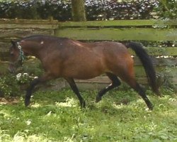 Zuchtstute Polaris Bronze Belle (Welsh Pony (Sek.B), 2000, von Polaris Fagus)