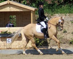 broodmare Dalissa (German Riding Pony, 1998, from Dornik B)