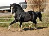 stallion Flower Midnight (Welsh mountain pony (SEK.A), 1992, from Flevozicht's Darky)