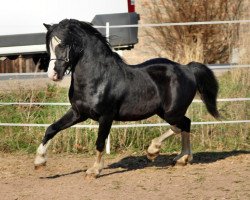 Deckhengst Flower Midnight (Welsh Mountain Pony (Sek.A), 1992, von Flevozicht's Darky)