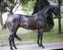 dressage horse Upegro (KWPN (Royal Dutch Sporthorse), 2010, from Uphill)