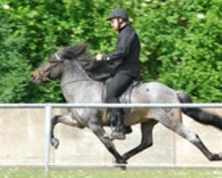 stallion Ericsson von Osterbyholz (Iceland Horse, 2002, from Yngri von Kramersbruch)