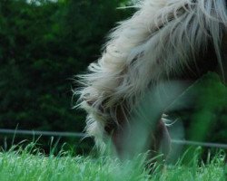 horse Marlon von Rauerborg (Iceland Horse, 2006, from Eros vom Fassenhof)