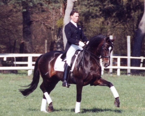 stallion Plaisir d'Amour (Oldenburg, 1988, from Pik Bube I)