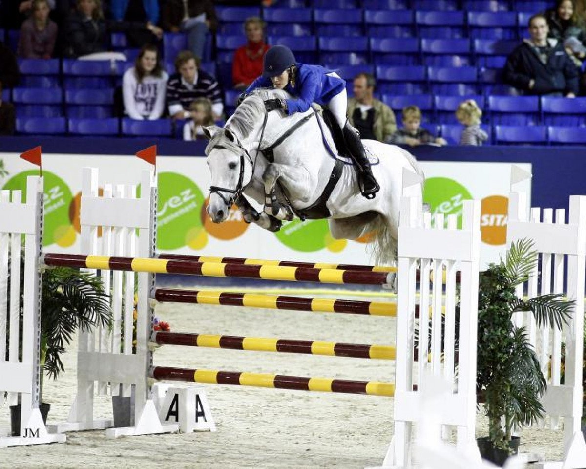 Deckhengst Calvados (Zangersheide Reitpferd, 2001, von Chellano Z)