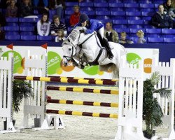 stallion Calvados (Zangersheide riding horse, 2001, from Chellano Z)