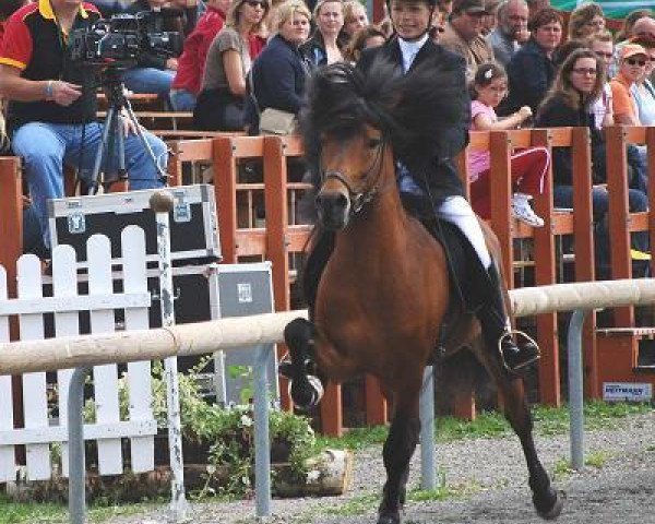 horse Erró vom Freyelhof (Iceland Horse, 2002, from Elrir frá Heiði)